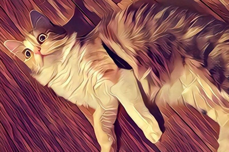 Prisma cat
