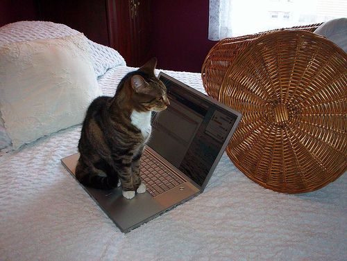 Blogging for Cats